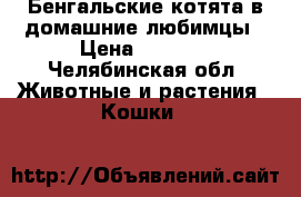 Бенгальские котята в домашние любимцы › Цена ­ 7 000 - Челябинская обл. Животные и растения » Кошки   